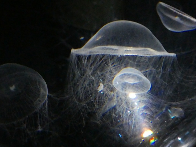 ���s�E�V�ێR�E�C�V�فE�C��_�C�V��