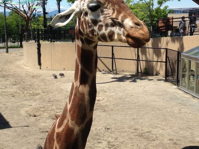 �L����_���R������