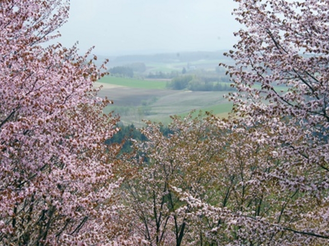 �V�C���ǂ����_�[�R���W�]��