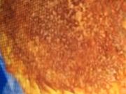 񂯂񂳂VIE DE FRANCEޗǓX̓eʐ^1