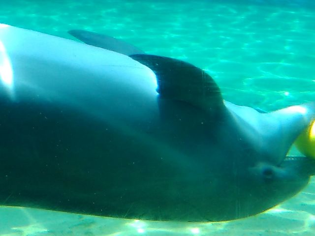 �{�[���V�ђ�_��m���r�[�`�����h&��m���������ቤ��