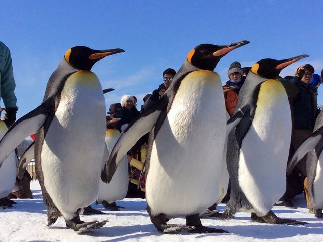 �ߑO�̂��U��_���R������