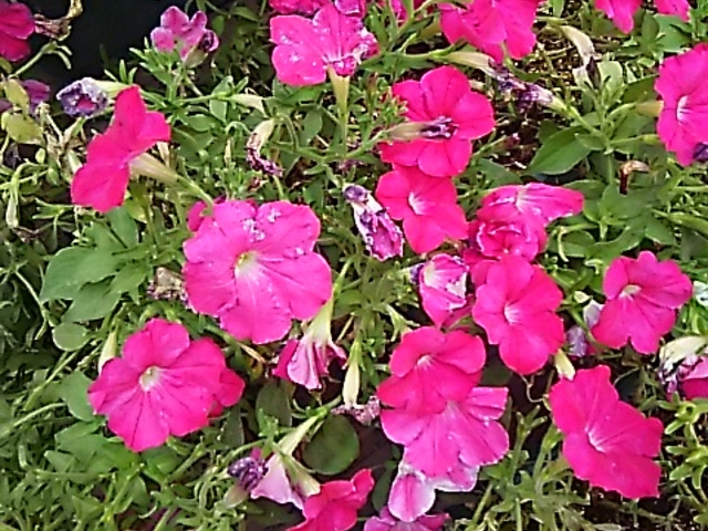 �����̉�_���Âܑ����^������