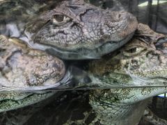 akari̔Moiijւ̓eʐ^1