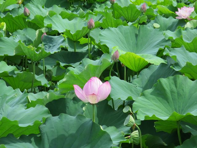 HAY����̂��̗��ԃn�X�̓��e�ʐ^1