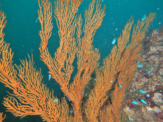 �ʐ^���B���Ē����܂����I_���r�[�i�_�C�o�[�Y