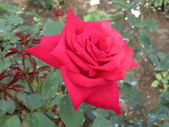 yosshỹ[YK[fՂׂւ̓eʐ^5