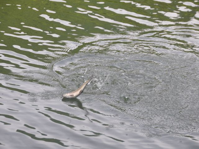 ���C�����Ē��˂�j�W�}�X_��ˍ��R�ޒr�@����