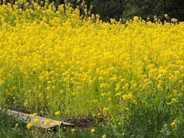 菜の花畑_夢の島公園