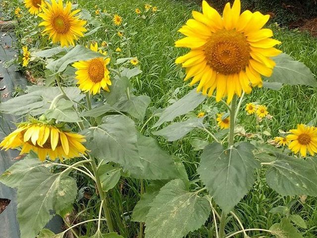 ひまわり_夢の島公園