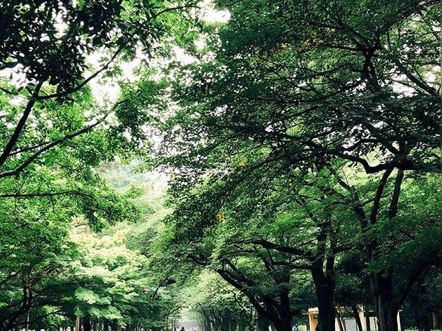 緑いっぱい_光が丘公園