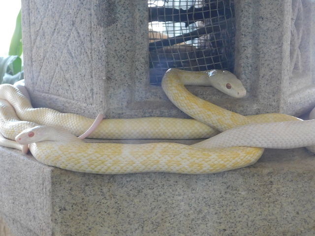 ���w�r�������ς����܂��B_���Ái�V�_�j���֎�����