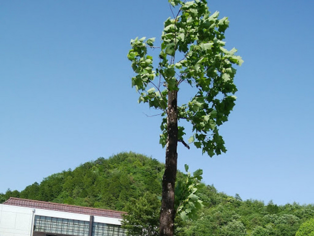 ejXR[gAh{݂]_򕌎sNR̉