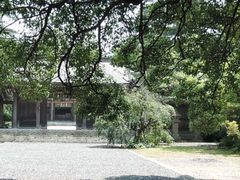 TKSさんの名和神社の桜の投稿写真1