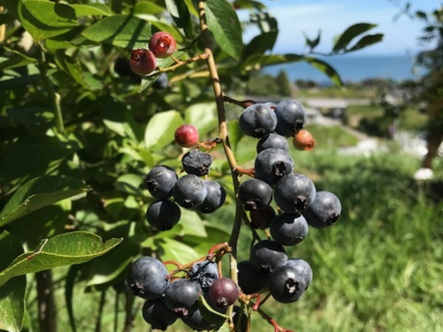 �u���[�x���[�̖�_�݂炢�K�[�f���t�@�[��