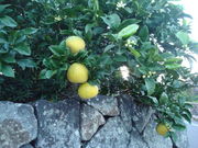 SHIN̔鉺Ă݂̂̓eʐ^1