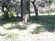 Ƃ񂳂̏ΐA̔~̓eʐ^1