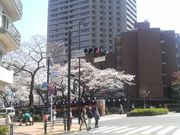 Ƃ񂳂̔d₳؂̃TN̓eʐ^4