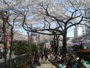 Ƃ񂳂̔d₳؂̃TN̓eʐ^5