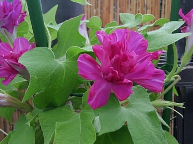 �ς�蒩��_�������j����������