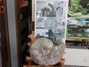 ��������񂳂�̓��̉w �Ȃ�����̓��e�ʐ^2