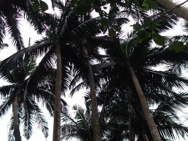 �₦��܂₵_�Č��̃��G���}���V�Q��