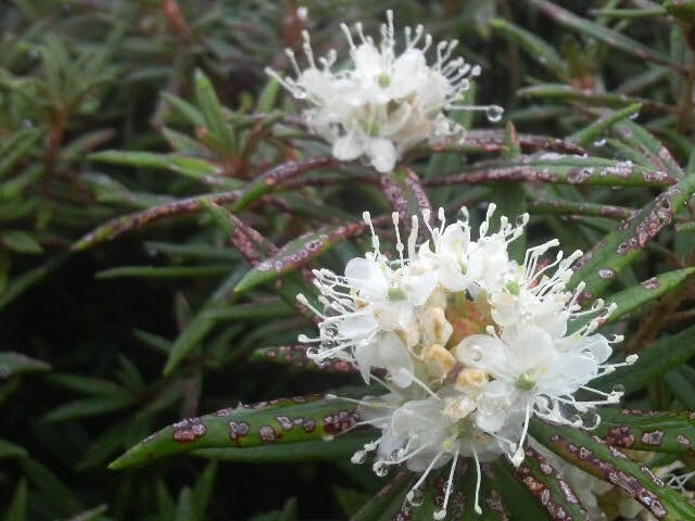 Ƃ񂳂̋R̎RccWEccW̓eʐ^2