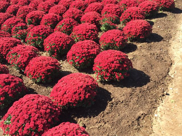 ���鉿�l���镗�i_�����h�C�c��