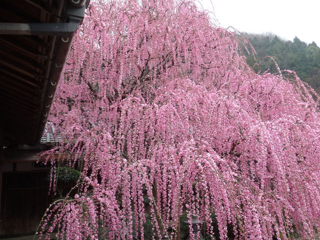 kiyohiko85jp̍Lc~тӂꂠ̓eʐ^2