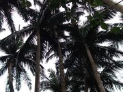 Ƃ΂΂̕Č̃G}VQ̓eʐ^2