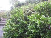 Ƃ񂳂̋R̃nNTVNiQ̓eʐ^3