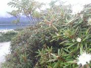 Ƃ񂳂̋R̎RccWEccW̓eʐ^1