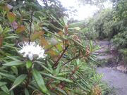 Ƃ񂳂̋R̎RccWEccW̓eʐ^3