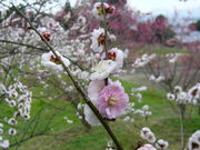 kiyohiko85jp̍Lc~тӂꂠ̓eʐ^1