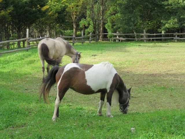 ����H�ޔn_����ӂ邳�Ƒ�