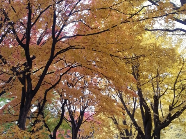 北大_北海道大学