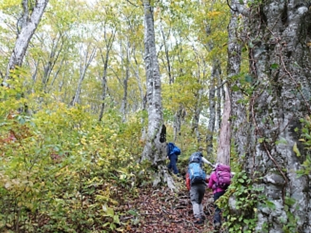 �O�����R�����̔������u�i��_�O�����R