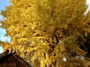 ikwssm̌쉤_Ђ̓eʐ^1