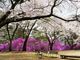 雷ちゃんさんの馬見塚公園の桜への投稿写真3
