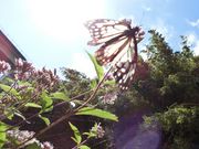 ނ炳񂳂̎RcN̓eʐ^3