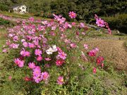 ނ炳񂳂̎RcN̓eʐ^4