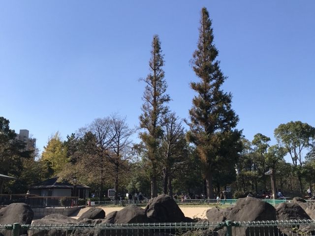 �����̖؁X_�؏����