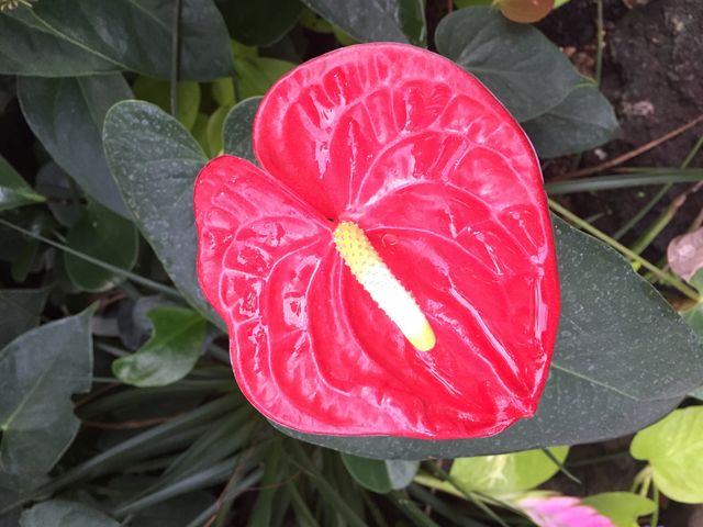 N₩_Ƃ~[WAi΂ƉԂƒ̔فj