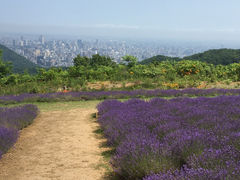 TOMATO̖yW]ԏւ̓eʐ^1