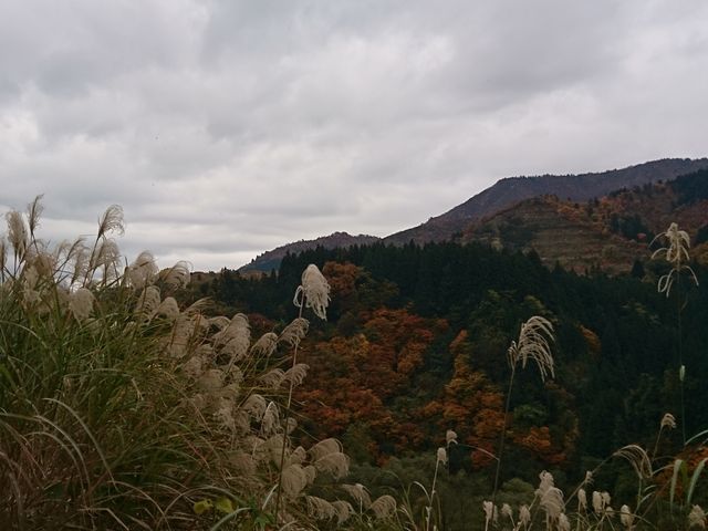 �����O�p���i�X�̋߂�����I�V���C���猩�����炢���̂ɂƎB�e���܂����B_�n�c�J�Ή���@�ΑŃ����O�p���i�X