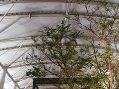 ˂񂳂̎OAEgbgp[N@؍XÂւ̓eʐ^1