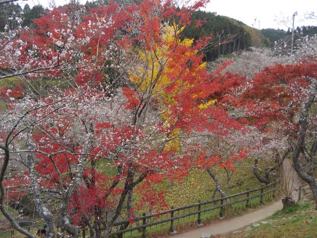 �\�E�~�T����̏����ӂꂠ�������̓��e�ʐ^1