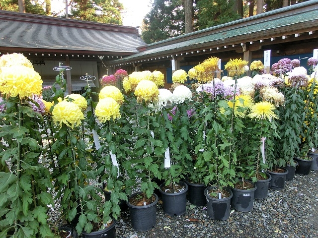 �e�܂�_�\�F�_��