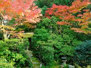 Garden����̖��S���j�t�@�̓��e�ʐ^4