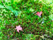 Garden����̖��S���j�t�@�̓��e�ʐ^5